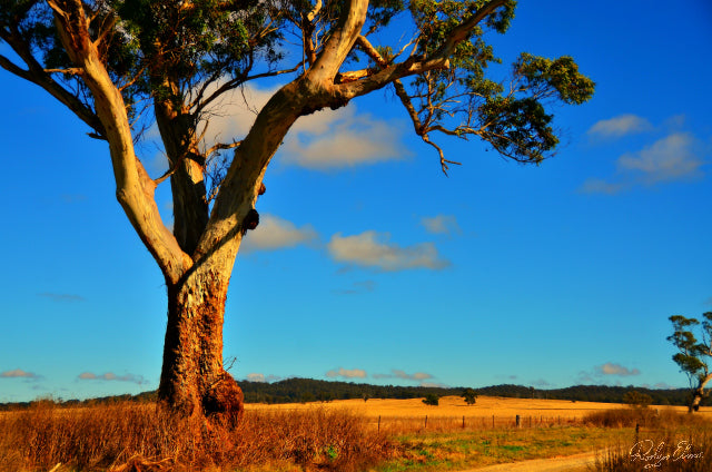 Australia Blue - Landscapes