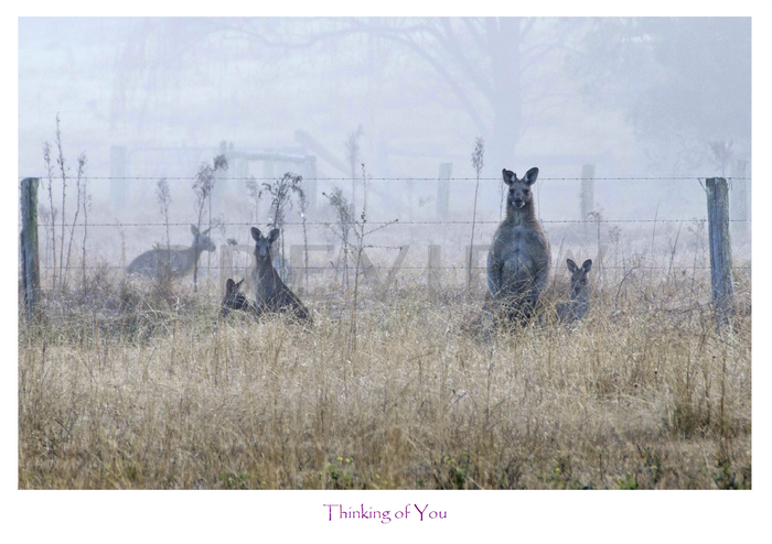 Greeting and Gift Cards - Pack of 5 - Roos in the Mist- Thinking of you